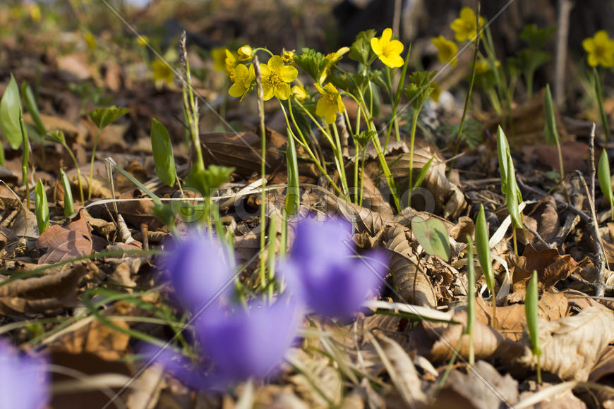 The first spring flowers are pleasing to the eye in the spring wood