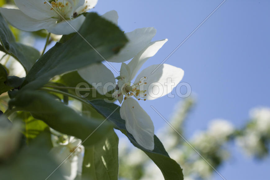 Beautiful spring flowers are pleasing to the eye beauty and tenderness
