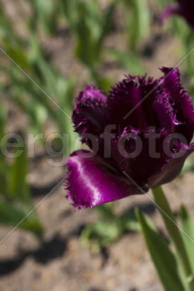 Beautiful spring flowers are pleasing to the eye beauty and tenderness