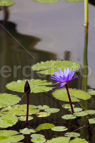 Water-lilies in a pond blossom in the different flowers on pleasure to people