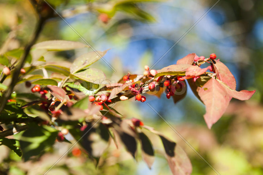 Autumn berries radut eye in recent days are warm