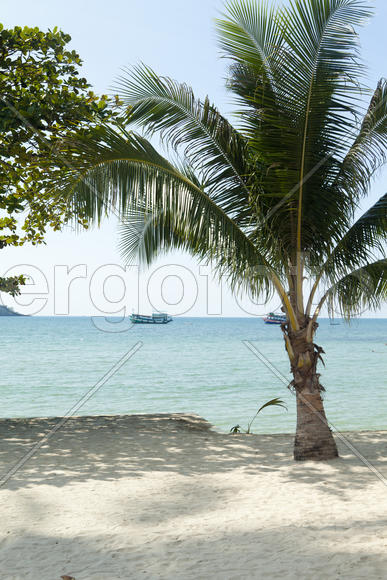 Palm trees by the sea look very beautifully, only bad protect from the sun