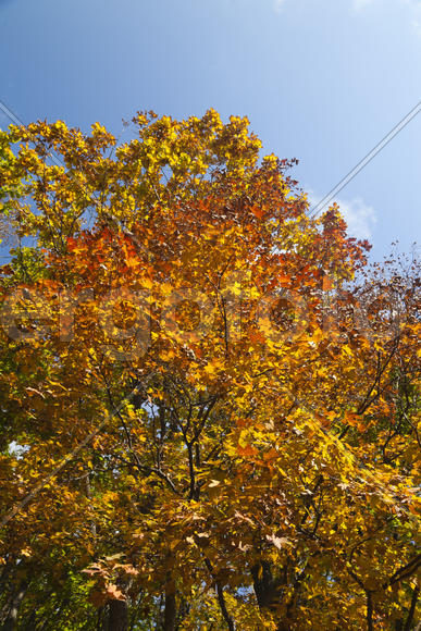 The autumn wood waiting for winter is pleasing to the eye rich paints