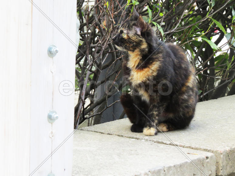 The wild cat in a cage waits for the careless victim                               