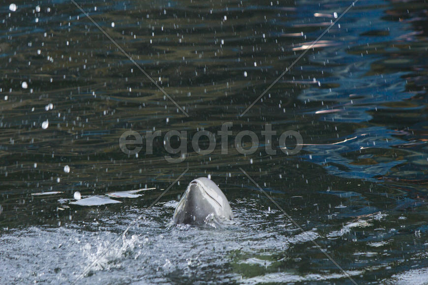 Dolphins in a dolphinarium address the audience and are very happy