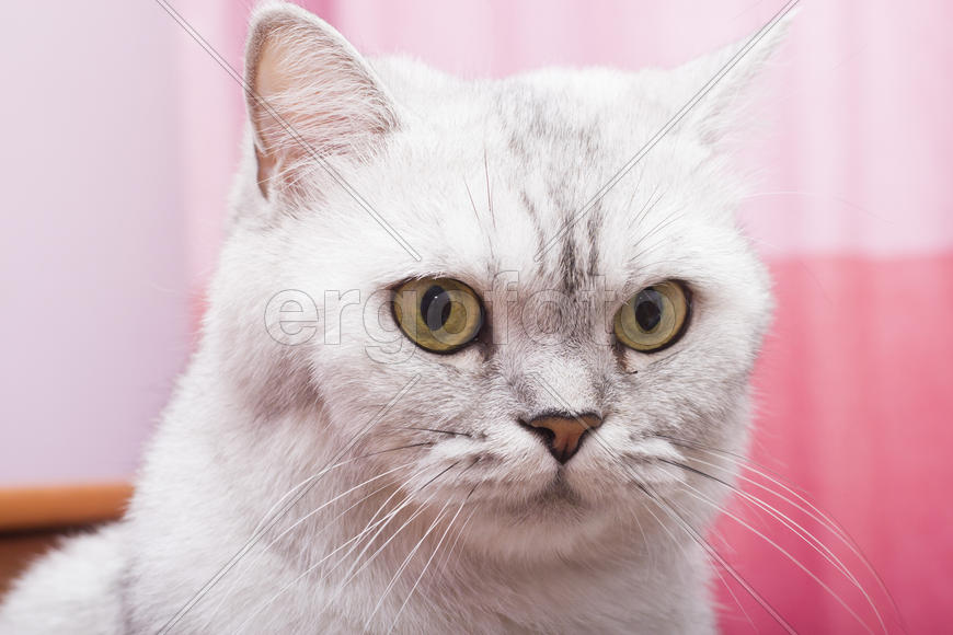 The big gray cat looks with self-respect