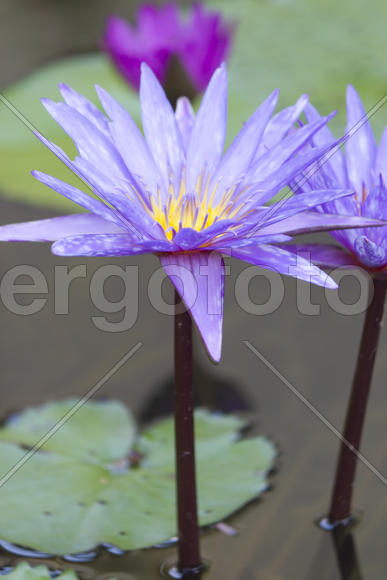 Water-lilies in a pond blossom in the different flowers on pleasure to people