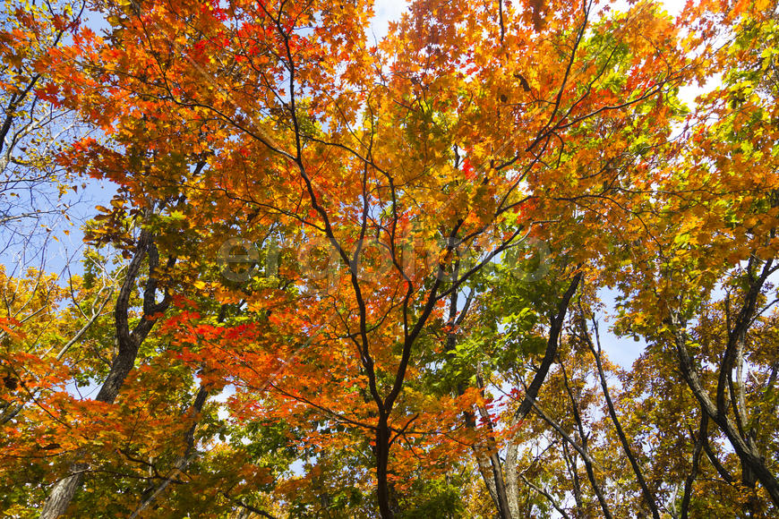 The autumn wood waiting for winter is pleasing to the eye rich paints