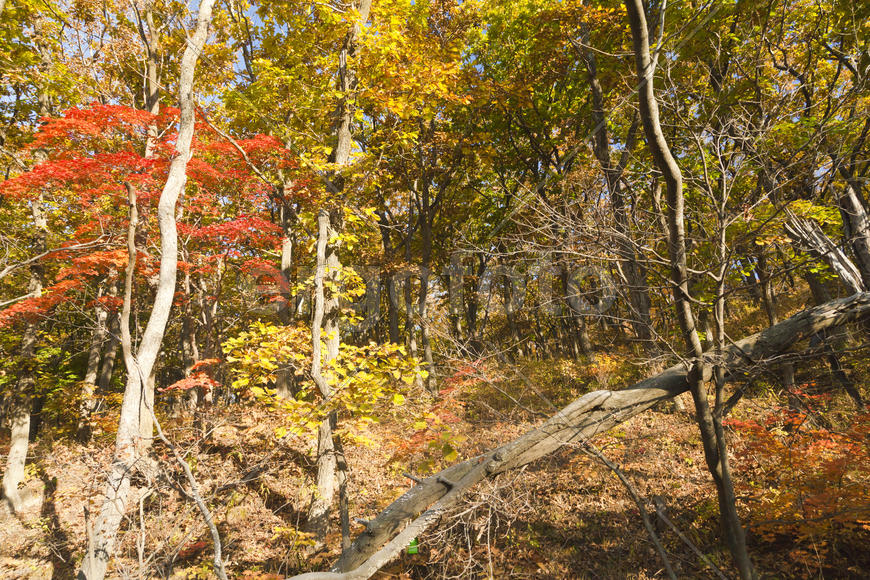 Autumn forest colorful stands in the last days of autumn