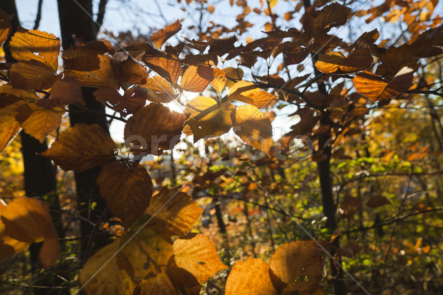 Autumn forest colorful stands in the last days of autumn