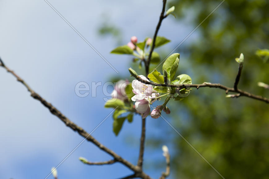 The blossoming apple-tree pleases people in the flowers and future apples
