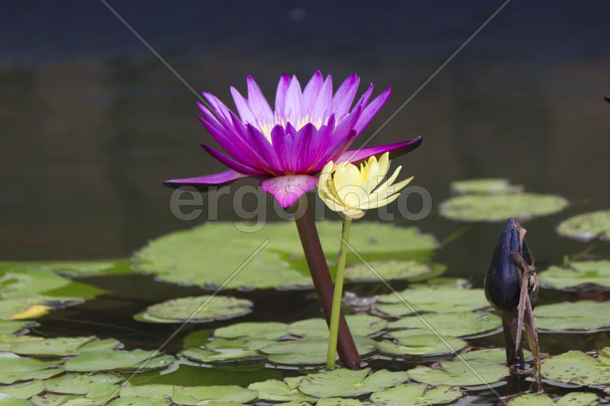 Water-lilies in a pond blossom in the different flowers on pleasure to people