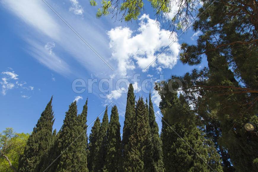 Palm trees and cypresses grow in the South and are pleasing to the eye beauty