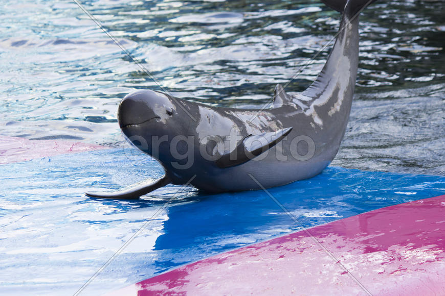 Dolphins in a dolphinarium address the audience and are very happy