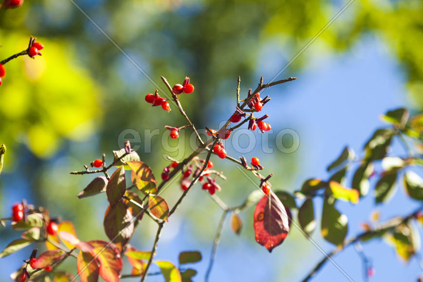 Autumn berries radut eye in recent days are warm