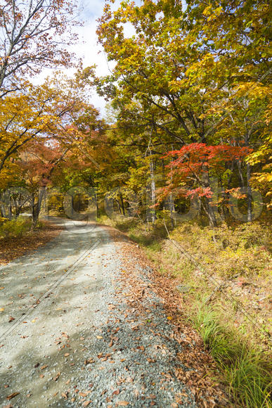 The autumn wood waiting for winter is pleasing to the eye rich paints