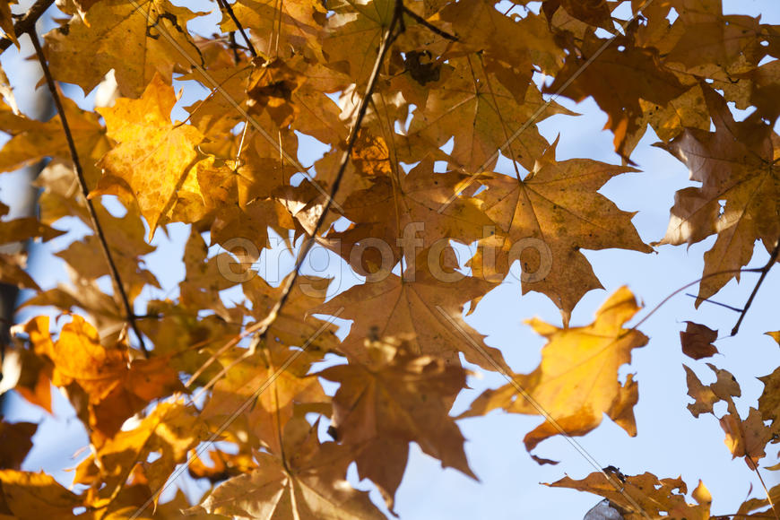 Autumn forest colorful stands in the last days of autumn