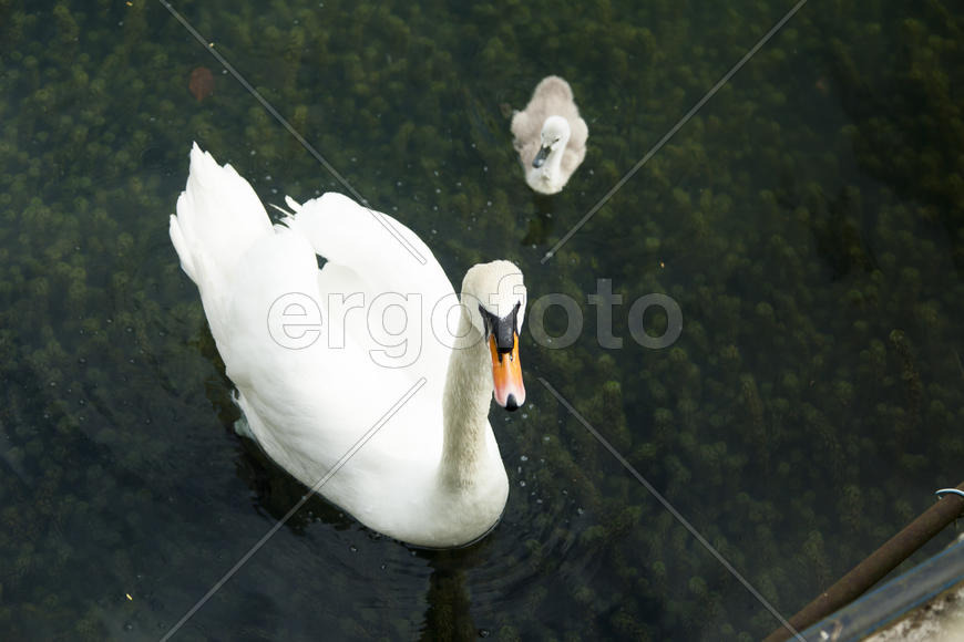 Swans in a pond float in search of food and pose for photographers