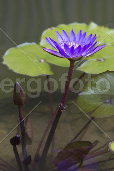 Water-lilies in a pond blossom in the different flowers on pleasure to people