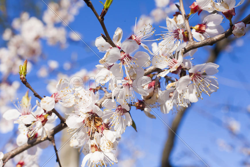 Beautiful spring flowers are pleasing to the eye beauty and tenderness
