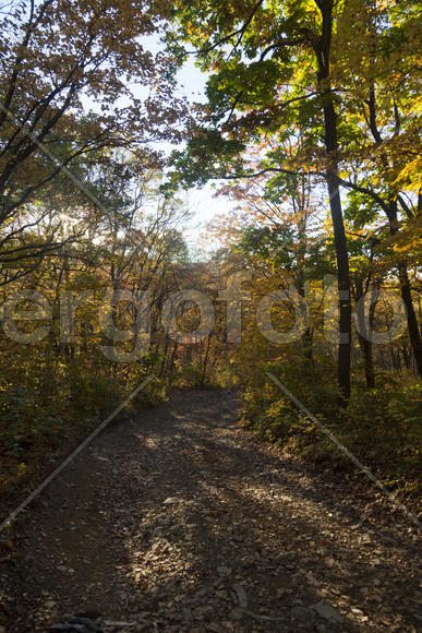 Autumn forest colorful stands in the last days of autumn