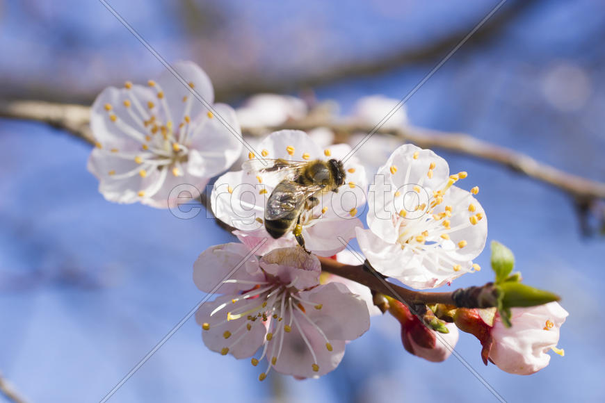 The bee on a fruit tree collects nectar and pollinates flowers