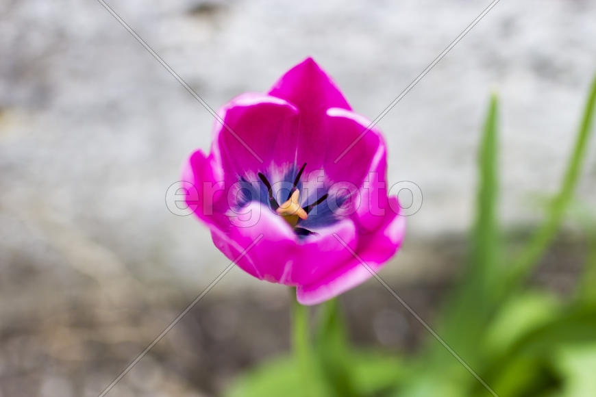 Spring flowers blossom on pleasure to people in the spring