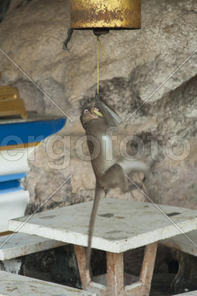 Monkeys in the Buddhist temple meet visitors and parishioners