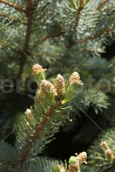Young escapes on a fir-tree were dismissed under the bright spring sun