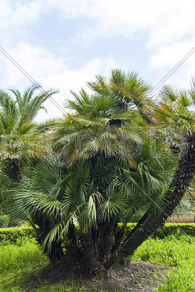 Palm trees and cypresses grow in park of the southern city on pleasure to people