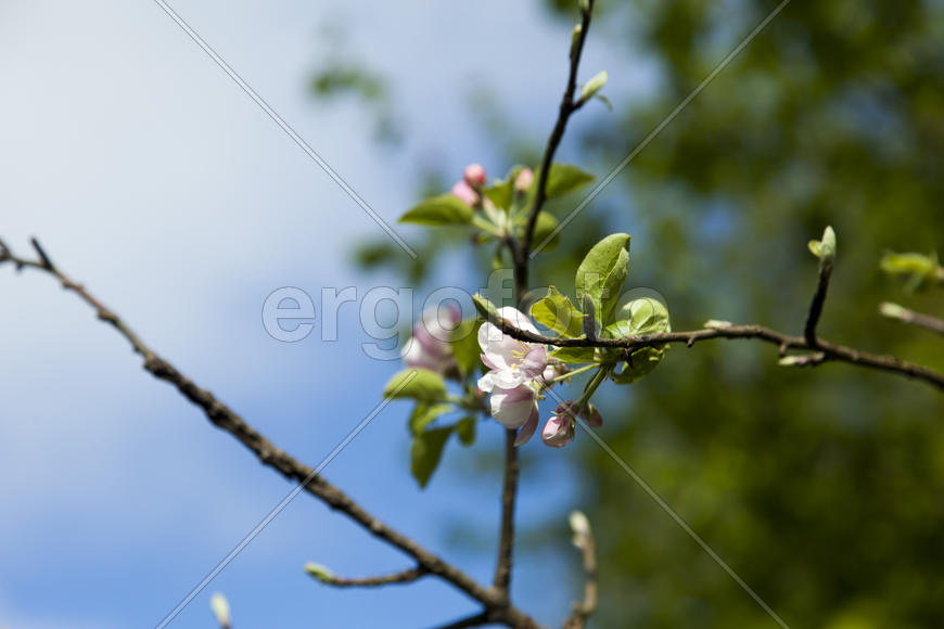 The blossoming apple-tree pleases people in the flowers and future apples