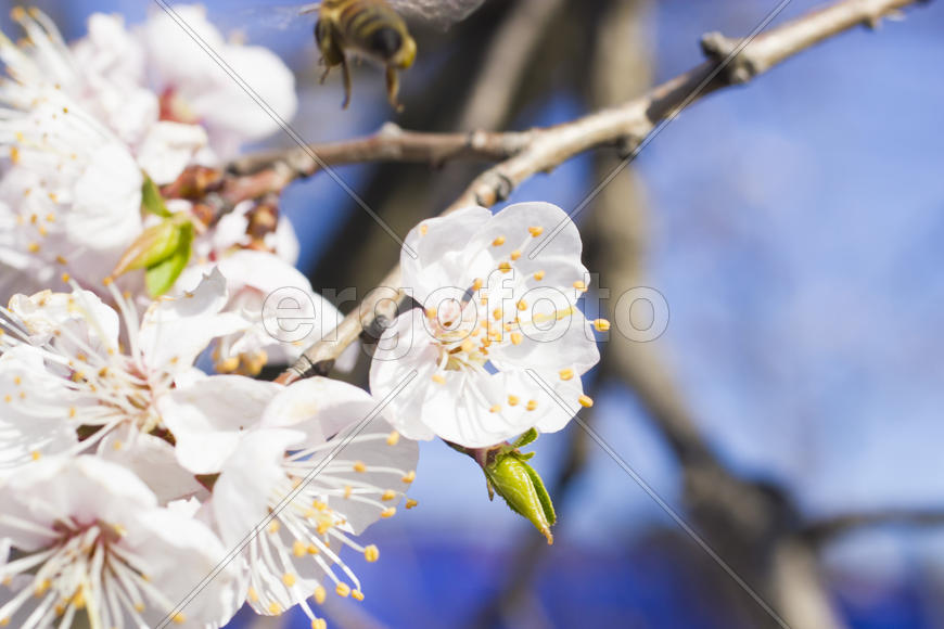 The bee on a fruit tree collects nectar and pollinates flowers