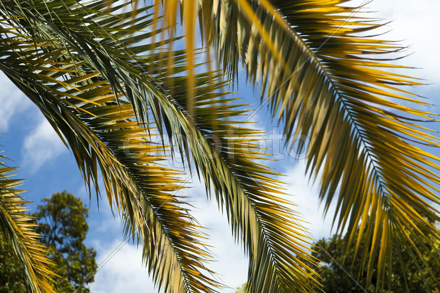 Palm trees and cypresses grow in park of the southern city on pleasure to people