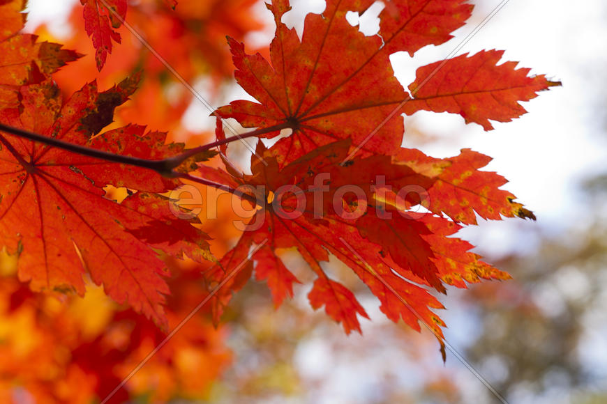 The autumn wood waiting for winter is pleasing to the eye rich paints