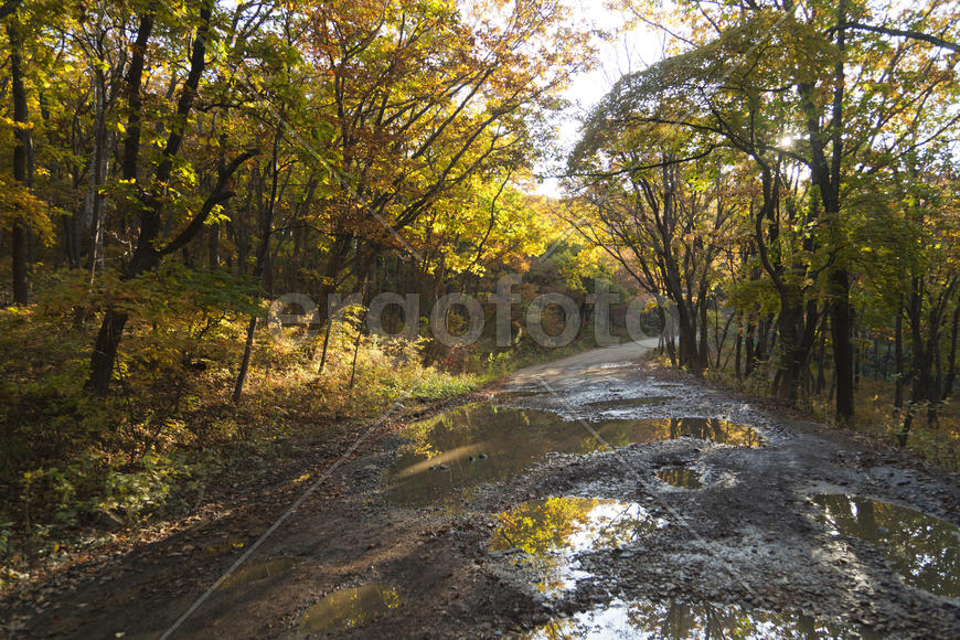 Autumn forest colorful stands in the last days of autumn