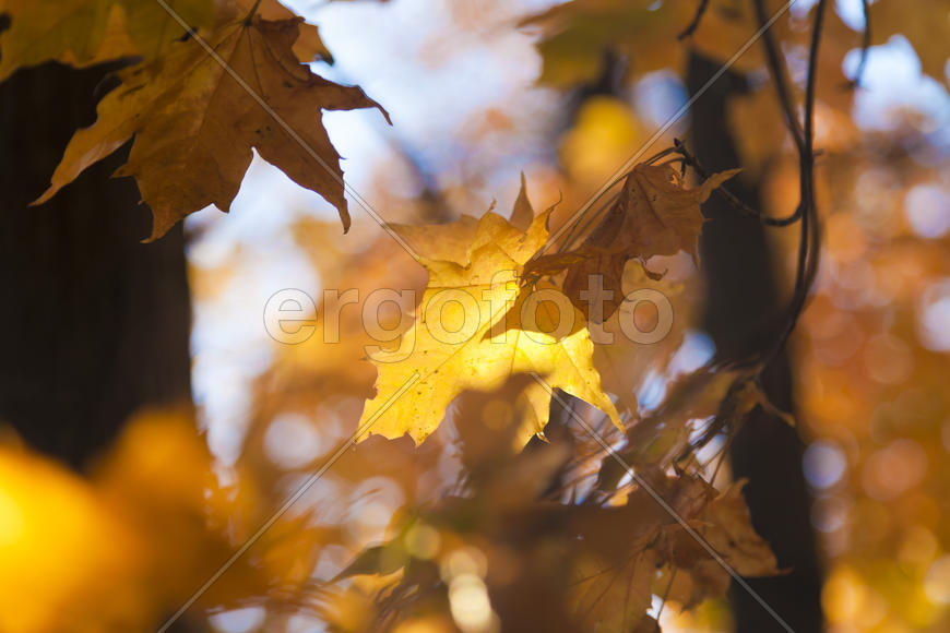 Autumn forest colorful stands in the last days of autumn