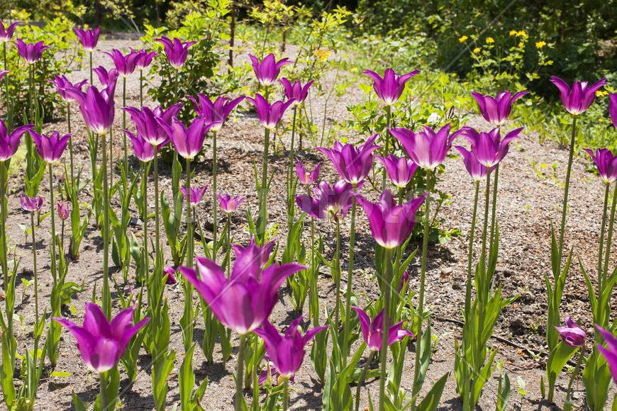 Beautiful spring flowers are pleasing to the eye beauty and tenderness