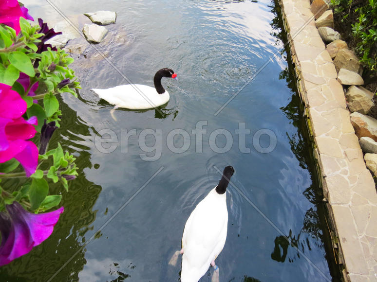 Swans in a pond float and look for a forage                