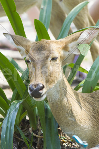 The deer in a zoo does nothing and lives happily