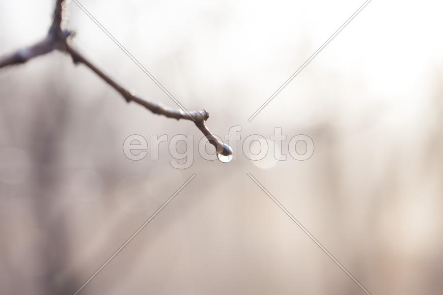 The drop after the settled fog reflects the surrounding wood in a branch