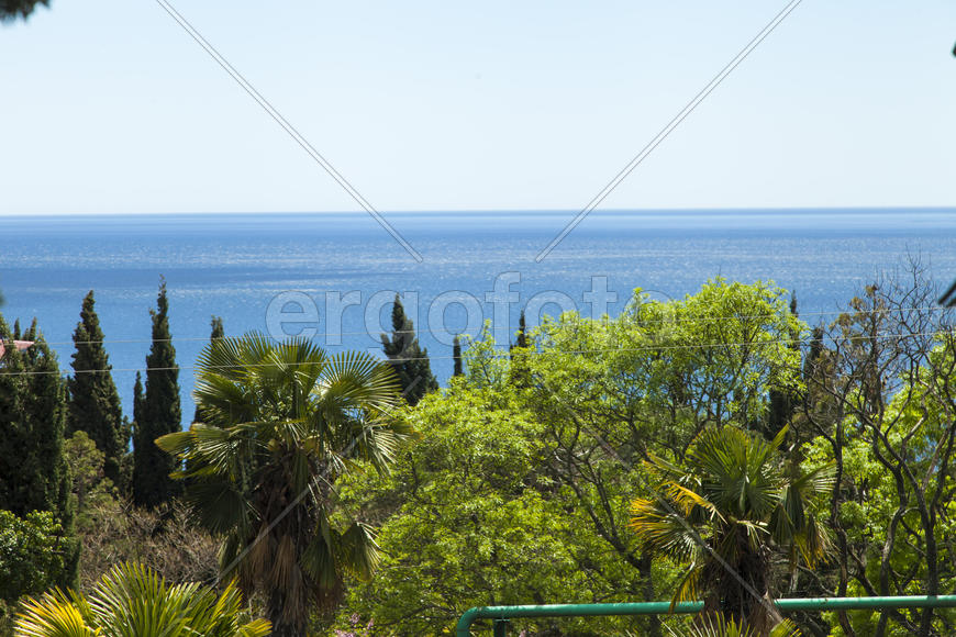 Palm trees and cypresses grow in the South and are pleasing to the eye beauty