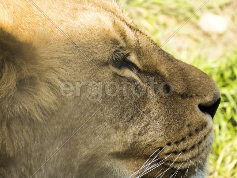 The adult lion waits the production to eat