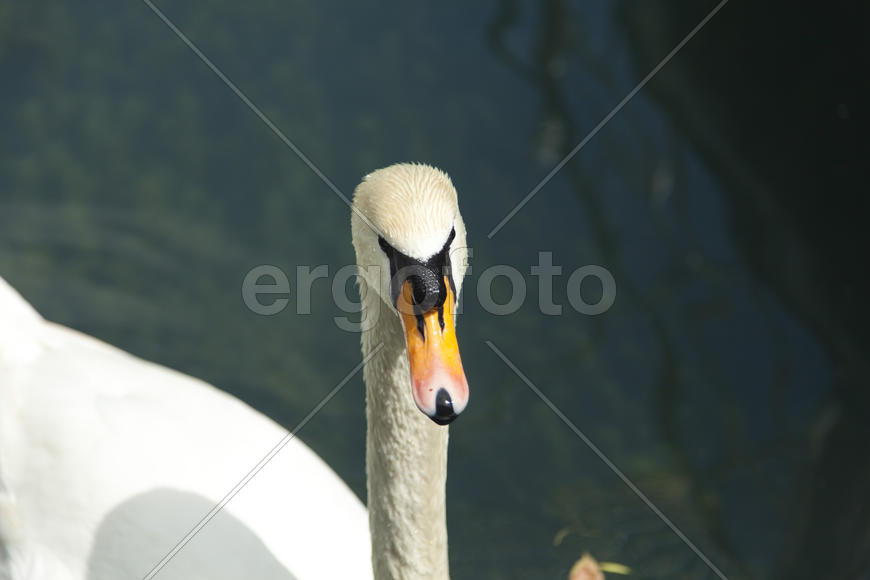 Swans in a pond float in search of food and rejoice to heat