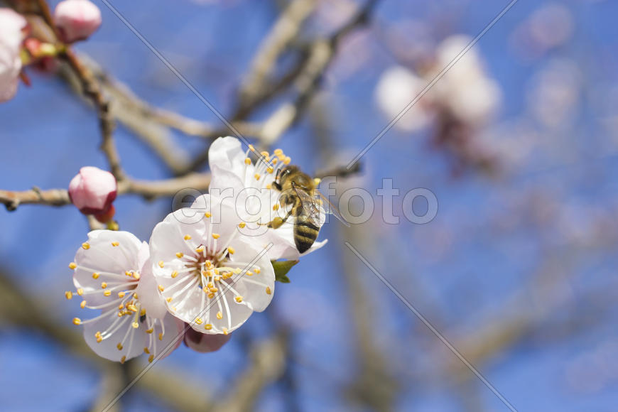 The bee on a fruit tree collects nectar and pollinates flowers