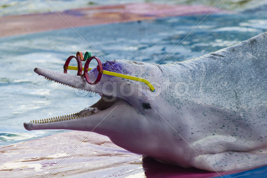 Dolphins in a dolphinarium address the audience and are very happy