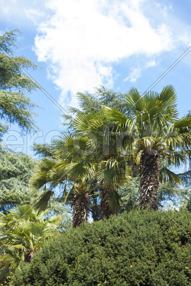 Palm trees and cypresses grow in the South and are pleasing to the eye beauty