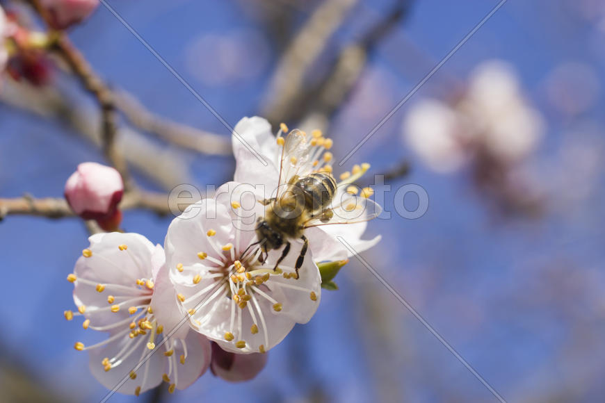 The bee on a fruit tree collects nectar and pollinates flowers
