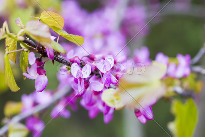 Spring flowers blossom on pleasure to people in the spring