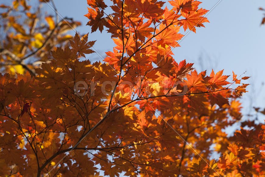 Autumn forest colorful stands in the last days of autumn