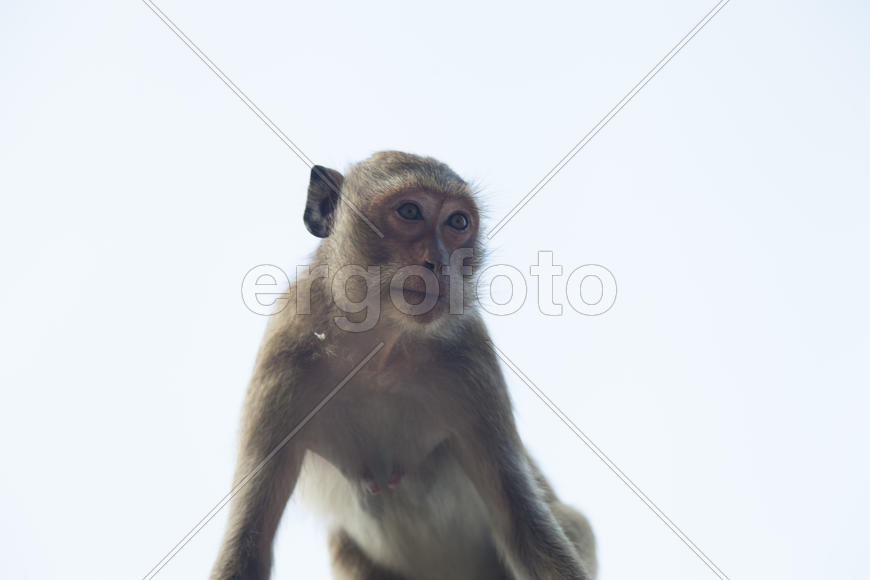 Monkeys in the Buddhist temple meet visitors and parishioners